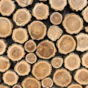 אספקת עצים  –איך לבחור?