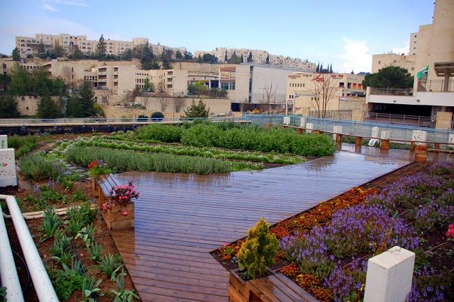 גג ירוק ללא השקיה: האם ייתכן בישראל?