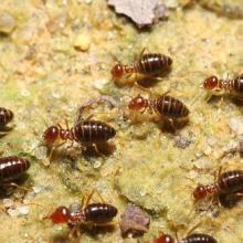 הדברת נמלים