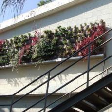 קירות פורחים: גינון אנכי