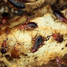 הדברת ג'וקים