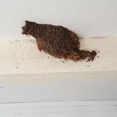 הדברת טרמיטים