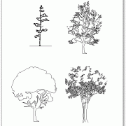 עצים לשימוש בחזיתות
