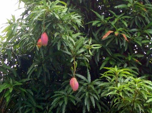 עצי פרי סובטרופיים לגינה הביתית