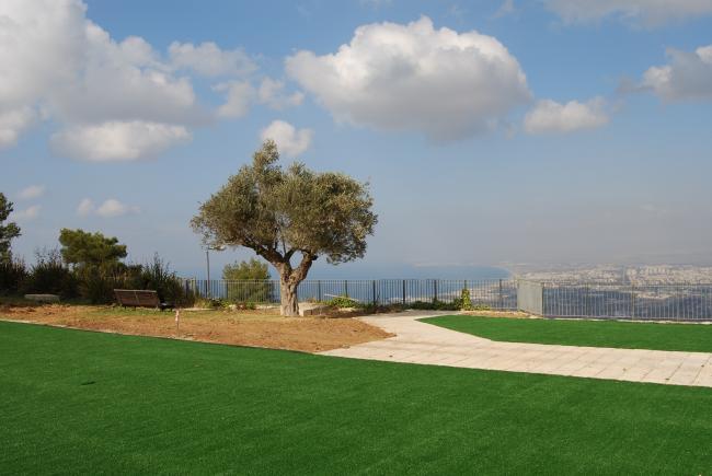 דשא באוניברסיטה