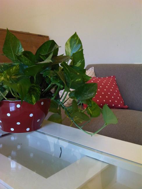 עיצוב סלון שאבי שיק, וינטג', אקססוריז, כריות