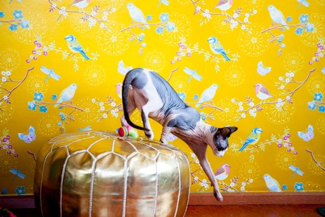 צילום עיצוב פנים, צילום אדריכלות