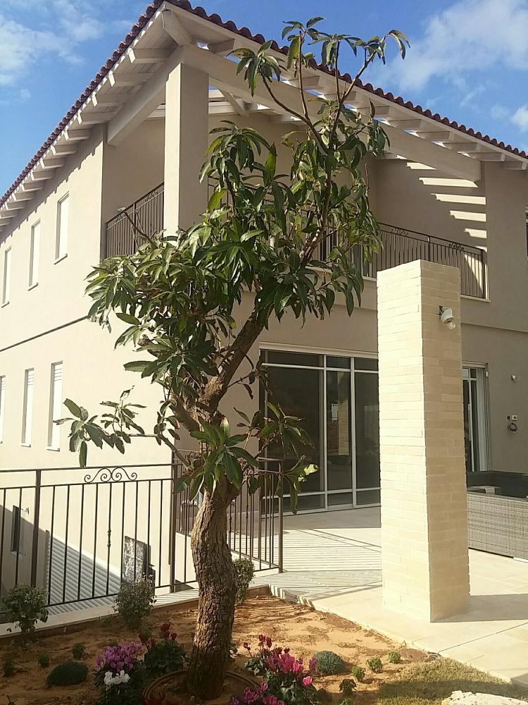 חזית אחורית