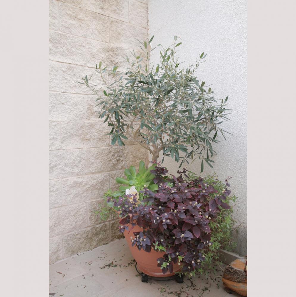 החלפת ריצוף ביציאה לגינה