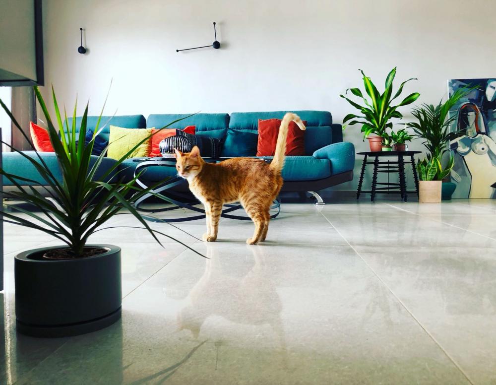 דיירים נוספים